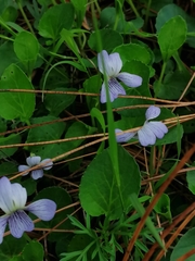 Viola grahamii