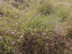 Centaurea jacea jacea