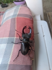 Lucanus cervus