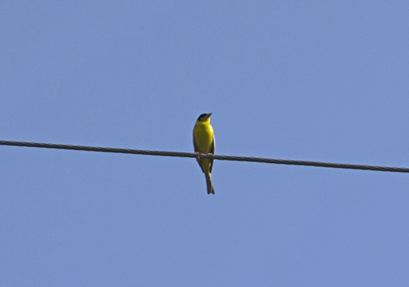 Black-headed Bunting