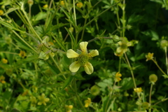 Geum × hainesianum