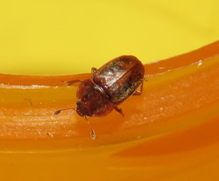 Epuraea rufa