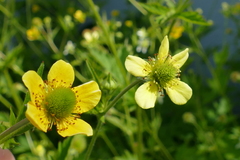 Geum × hainesianum