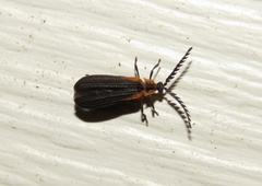 Leptoceletes basalis
