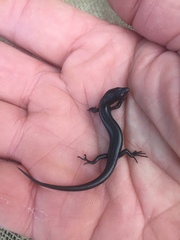 Oligosoma smithi