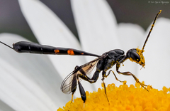 Gasteruption tarsatorius