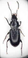 Pterostichus minor