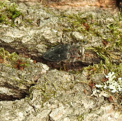 Chrysobothris affinis