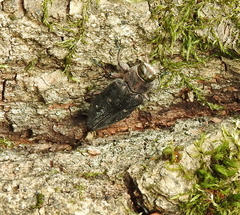 Chrysobothris affinis