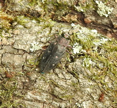 Chrysobothris affinis