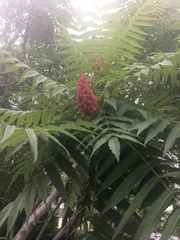 Rhus typhina