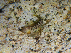 Microlipophrys canevae