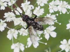Rhinomorinia sarcophagina