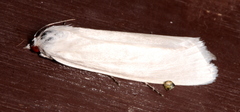 Schoenobiinae