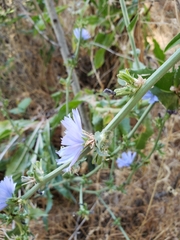 Cichorium intybus