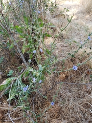 Cichorium intybus