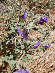 Solanum elaeagnifolium