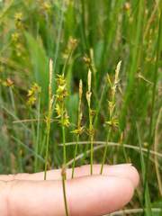 Carex sterilis