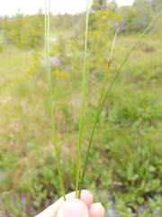 Carex sterilis