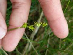 Carex sterilis