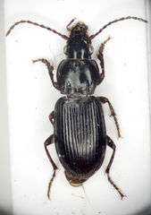 Pterostichus minor