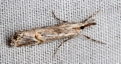 Hednota longipalpella
