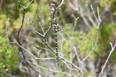 Cordulegaster boltonii