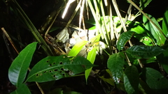 Agalychnis lemur