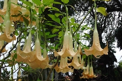 Brugmansia versicolor
