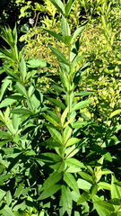 Veronicastrum virginicum