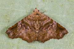 Aroana rubra
