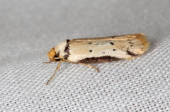 Philobota thiocrossa