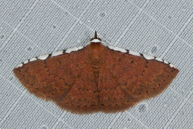 Corgatha implexata