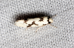 Lichenaula calligrapha
