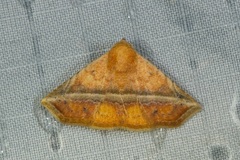 Eublemma crassiuscula