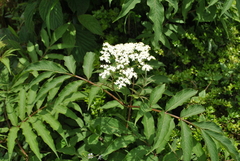Sambucus adnata