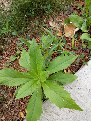 Une autre photo de American burnweed