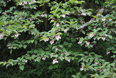 Viburnum erubescens