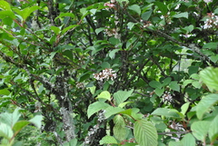 Viburnum erubescens