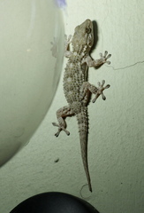 Tarentola mauritanica
