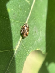Clastoptera obtusa