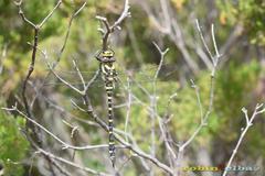 Cordulegaster boltonii