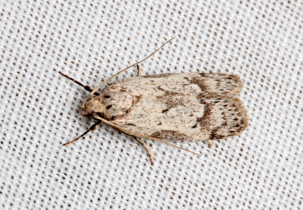 Philobota hypopolia