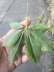 Ceiba speciosa