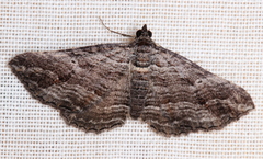 Chrysolarentia severata
