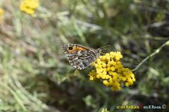 Hipparchia aristaeus