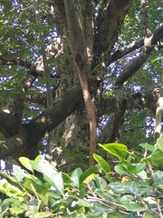 Ceiba speciosa