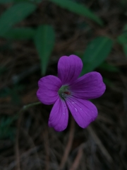 Geranium potentillifolium
