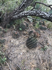 Hamatocactus hamatacanthus sinuatus