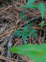 Geranium potentillifolium